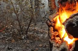 Bandeau Incendie et feux de forets