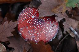 Amanita muscaria
