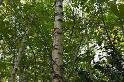 Reunion 41 04-03-2026