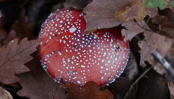 Amanita muscaria