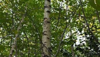 Reunion 41 04-03-2026