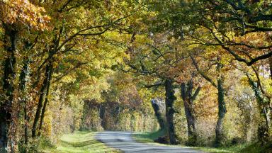 Route en forêt