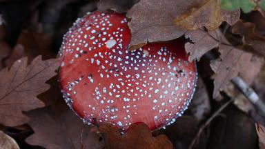 Amanita muscaria