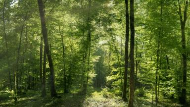 Parc national de forêts (C) Benjamin PAWLICA