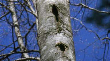 A Arbre à cavité Remoray (Medium)