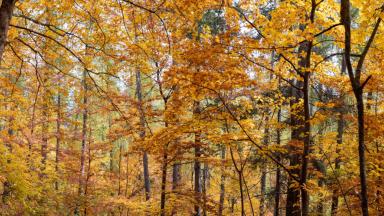Automne