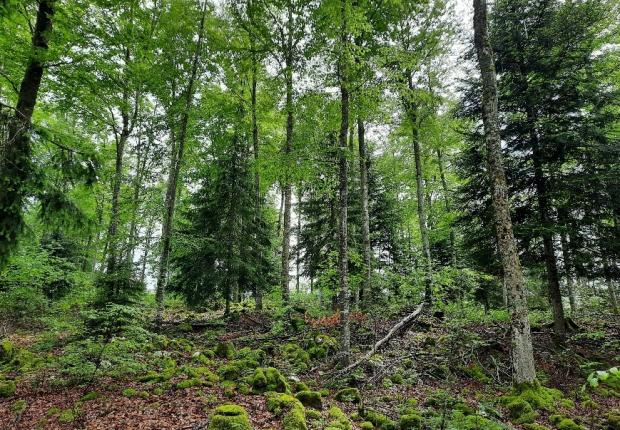Forêt du Haut-Jura