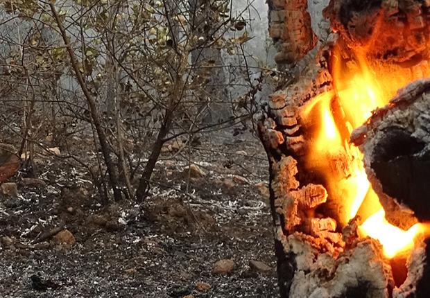 Bandeau Incendie et feux de forets