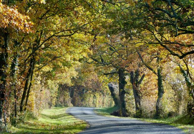 Route en forêt