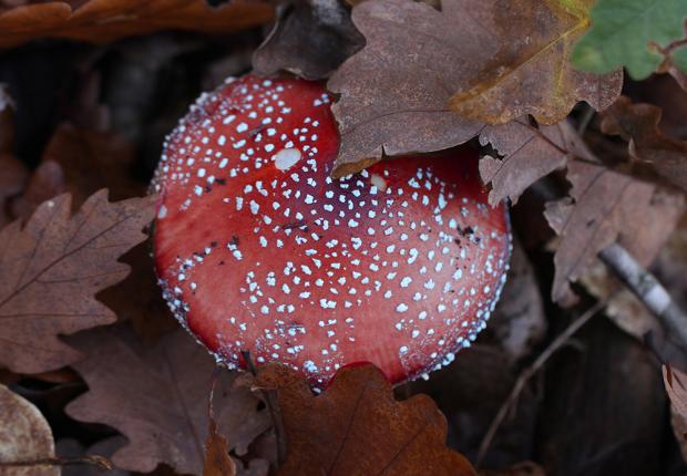 Amanita muscaria