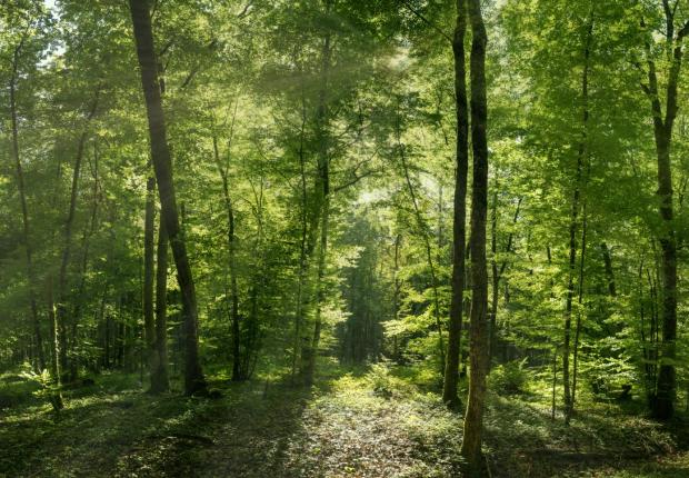 Parc national de forêts (C) Benjamin PAWLICA