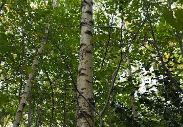 Reunion 41 04-03-2026