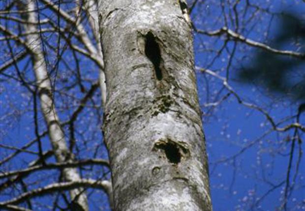 A Arbre à cavité Remoray (Medium)
