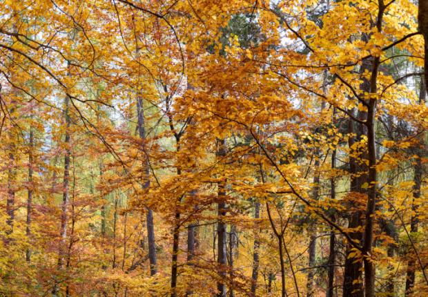 Automne