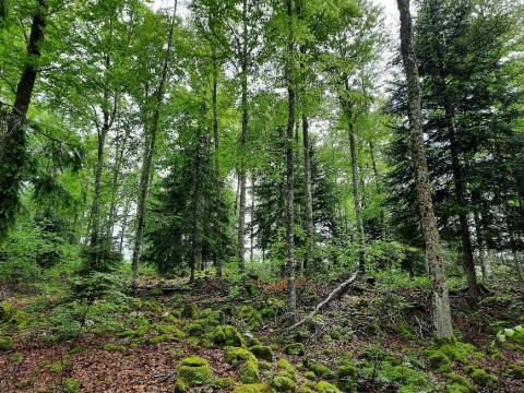 Forêt du Haut-Jura