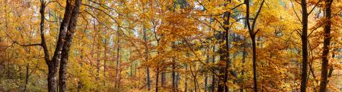 Automne 2