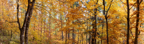 Automne