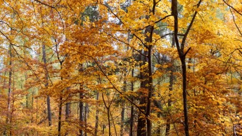 Automne