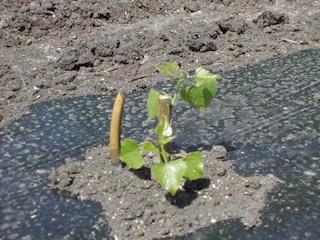 Plant Peuplier