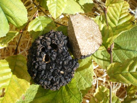 Truffe de Bourgogne