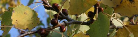 Bourgeons trembles