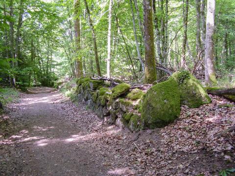 Foret Morvan