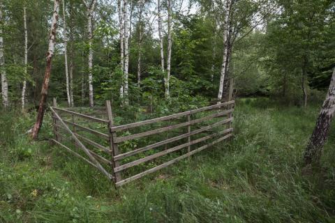 Plantation sessile