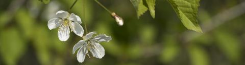 Printemps