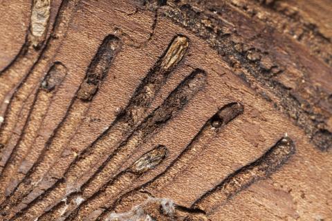 Scolytes