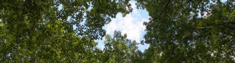 Forêt BFC