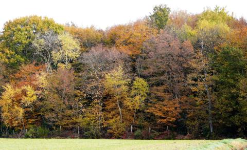 Lisiere diversite