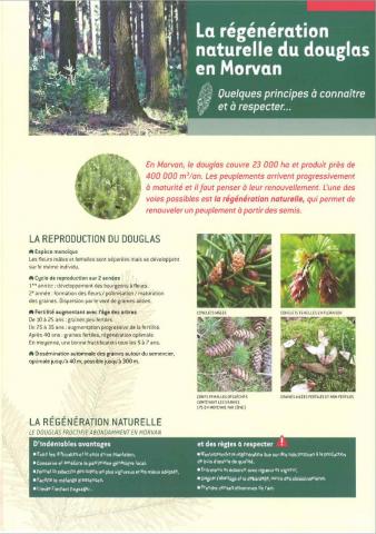 La régénération naturelle du Douglas en Morvan