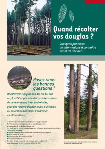 Quand récolter vos Douglas ?