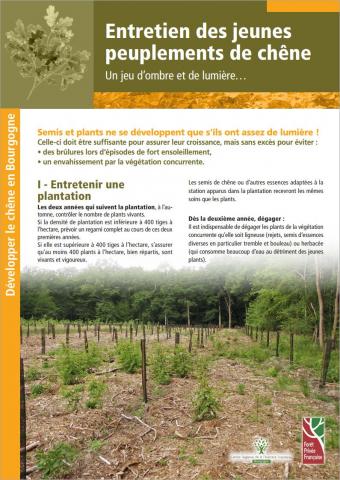 entretien_jeunes_peuplements_de_chene