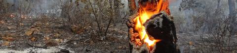 Bandeau Incendie et feux de forets
