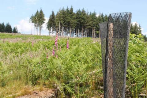 Placette Plantation PEI Douglas 