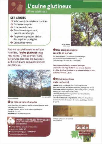aulne_glutineux_fiche