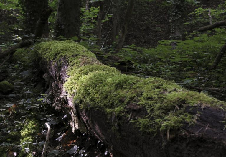 Bois mort en forêt